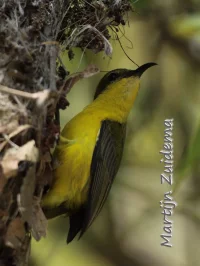 Orientaalse staalborstelhoningzuiger [Cinnyris jugularis ornatus]